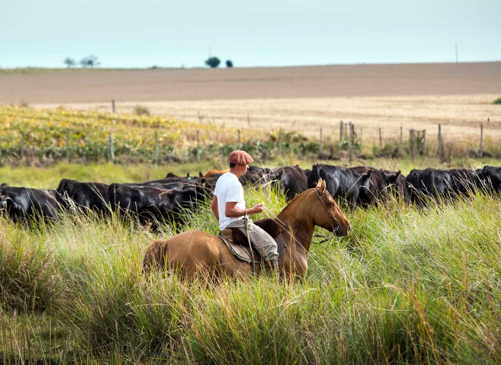 Man on Horse Herding Cattle